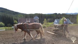 Family farm