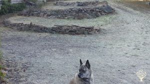 example of gardens needing restoration...and Buddy.