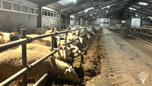 Biologische melkveebedrijf met schapen en zoogkoeien in Amsterdam