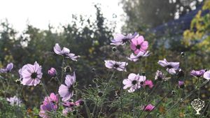 Family farm on the island of Samsø