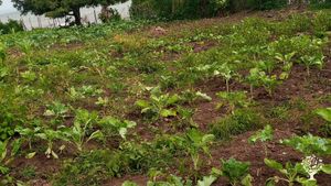 COMMUNITY ORGANIC FARM.