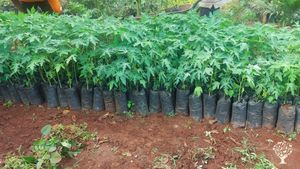 Tree planting continues on our agenda
Our paya seedlings are ready for planting.