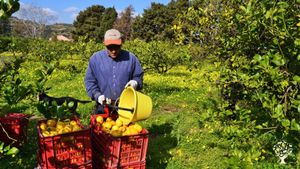 Azienza agricola nella costa nord-est siciliana. Produciamo prevalentemente agrumi