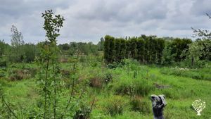 Voedselbos in aanleg, combinatieteelt van (medicinale) kruiden, fruit en groente. Agroforestry