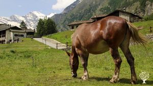 Centro di turismo equestre con pascoli biologici certificati