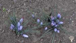 Maison avec safranière