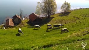 Melkebruk med ku og geit og eget meieri og støl