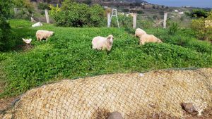 Family home and garden - rural