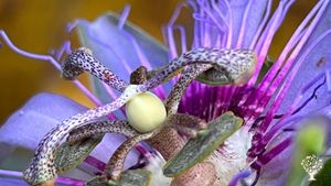 Fazenda em desenvolvimento nas montanhas do Vale do Capão, Bahia, Brazil