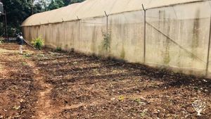 Organic Garden in Moshi Town