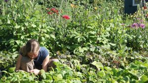 Kwekerij voor zaden, plantjes en pootgoed van bijzondere eetbare gewassen