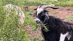 Two of the Billy's enjoying some of our Stinging Nettle. Goats are only ones on the farm who like it