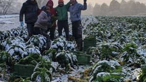 Vegetable farm with draft horses, small community, CSA
