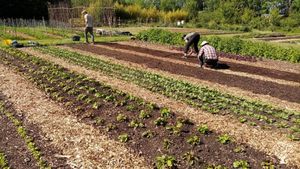 Organic Community Farm