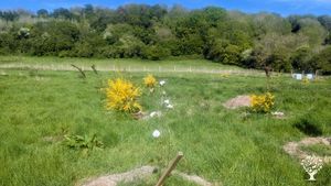 Young food forest in south Somerset