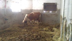 Biobauernhof mit Milchviehhaltung in den Alpen