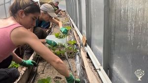 Lara, Fiona, Sophie, Alfons, supporting in hydrangea propagation
