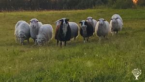 Small organic farm in the home of Swedish Lapland