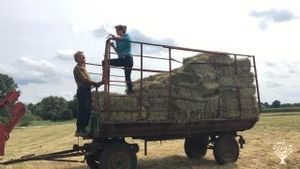 hay making