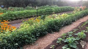 Small-scale farm with organically grown vegetables, a raw milk dairy, chickens & greenhouse nursery