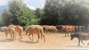 Allevamento e addestramento naturale dei cavalli,  ortaggi e piante officinali biologiche, galline