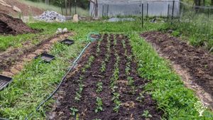 No-till, no poison, heavy mulching, compost/manure, food growing techniques