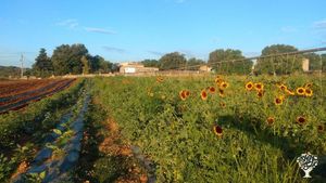 Orchard, Mixed Farm, Family farm