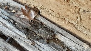 Voormalige ecologisch verbouwde boerderij op 2 hectare natuurrijk erf, bos en weide