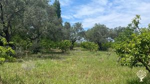 Zehirsiz Mandalina Bahçesi