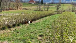 Ferme biologique (permaculture) de petits fruits rouges
