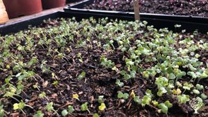 We grow as much as we can from seed!