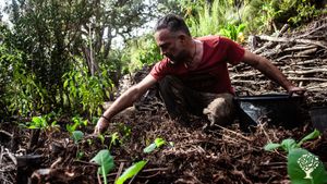 Plantation hivernale