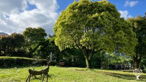 <JN137>쉼과 문화가 있는 녹차정원/A Green Tea Garden of Rest and Culture