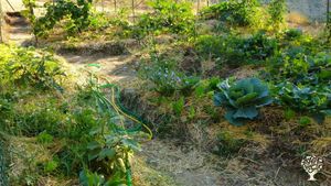 Destinazione Agrituristica, Allevamento di asini e pecore, Azienda agricola, Fattoria di famiglia