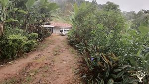 Farm of vegetables, bananas, goats, sheep, pigs and chicken