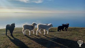 Agritourism Destination, Farm