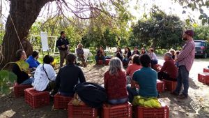 Coltiviamo limoni, arance tardive ed ulivi da olio, secondo principi di agroecologia e permacultura