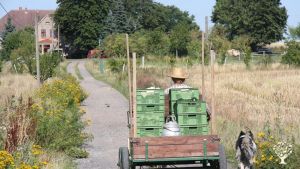 Kleine Gärtnerei , Lernort Bauernhof und Arbeitspferden