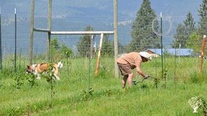 Organic 20 acre homestead located in the Jocko River Valley on the Flathead Indian Reservation, MT
