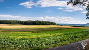 Vegetables-Field