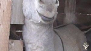 Agritourism Destination, Homestead