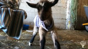 Baby Pippi in her chic sweater