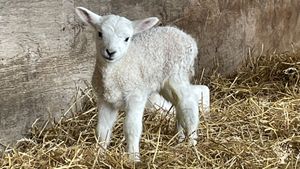 A small homesteading farm with diverse production:  sheep, meat chickens, tree fruit, and vegetables