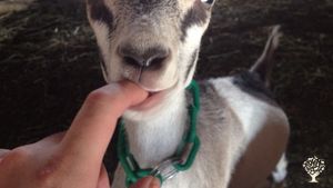 If you are seeking a one of a kind learning opportunity, come to this off-grid goat dairy in NM 🐐