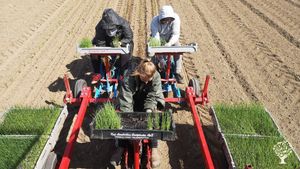 Sustainable organic farm with vegetables and farm shop.