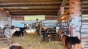 Rebaño de cabra Payoya, lechera, pastoreo y gestion forestal