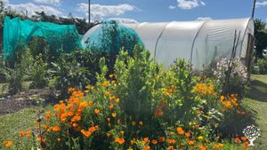 Vegetable and fruit producing smallholding in the Fens