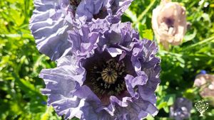 Market Garden, Plant Nursery