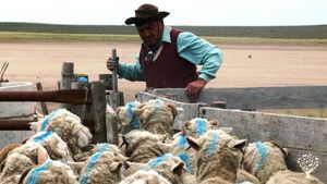 Granja productora de lana merino ecologica y turismo sustentable