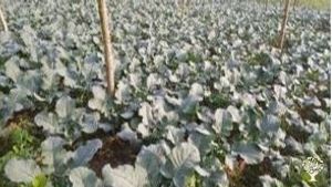 Multiple farming and well established organic farming